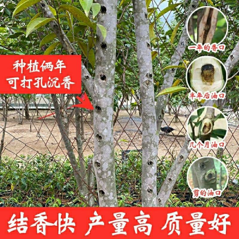 新品种奇楠沉香树苗正宗沉香苗黄花梨树苗品种优良包纯正包邮
