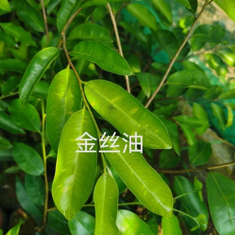 新品种奇楠沉香树苗正宗沉香苗黄花梨树苗品种优良包纯正包邮