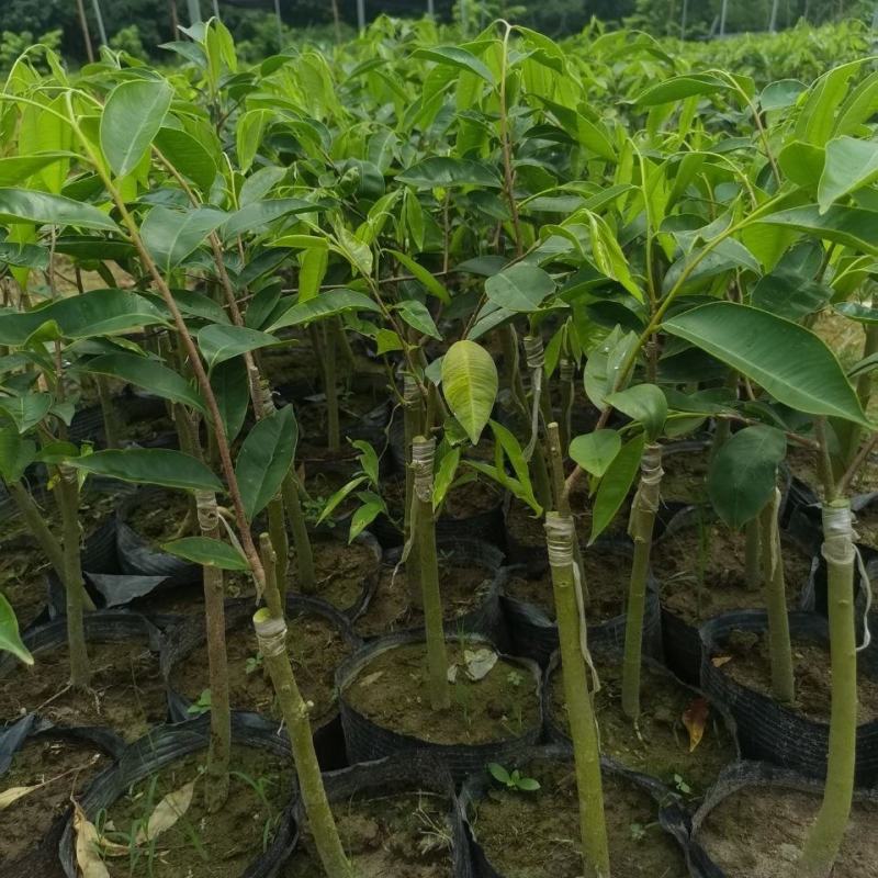 新品种奇楠沉香树苗正宗沉香苗黄花梨树苗品种优良包纯正包邮