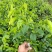 新品种奇楠沉香树苗正宗沉香苗黄花梨树苗品种优良包纯正包邮