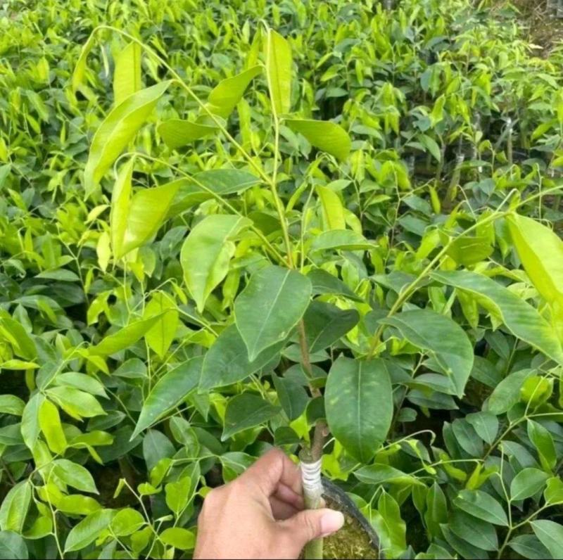 新品种奇楠沉香树苗正宗沉香苗黄花梨树苗品种优良包纯正包邮