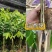 新品种奇楠沉香树苗正宗沉香苗黄花梨树苗品种优良包纯正包邮