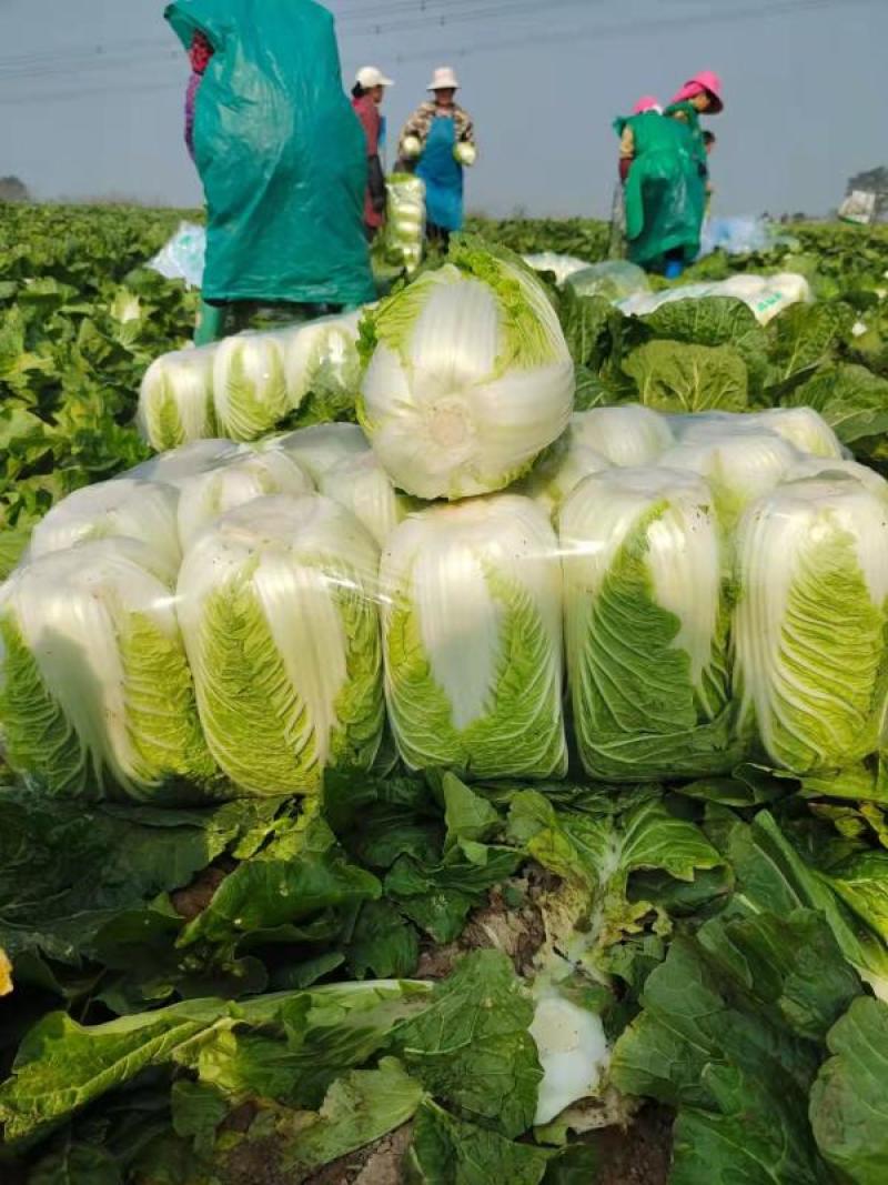 产地黄心精品白菜大量上市产地直发欢迎咨询