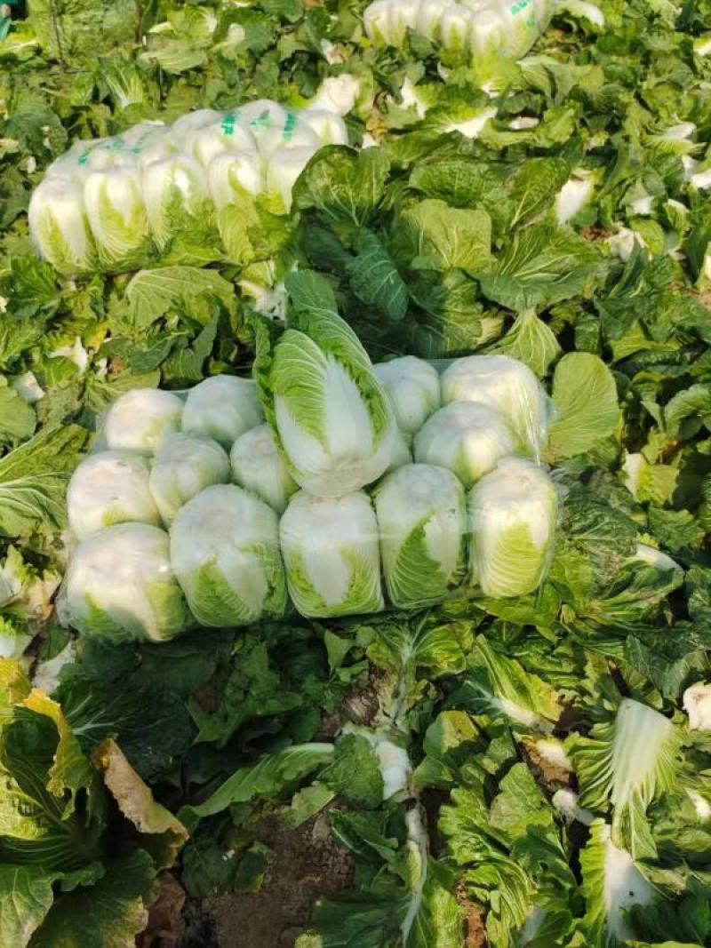 产地黄心精品白菜大量上市产地直发欢迎咨询