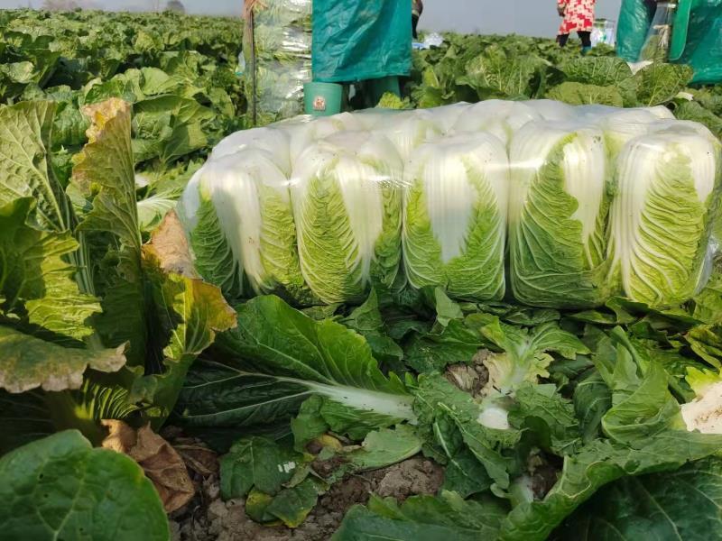 产地黄心精品白菜大量上市产地直发欢迎咨询