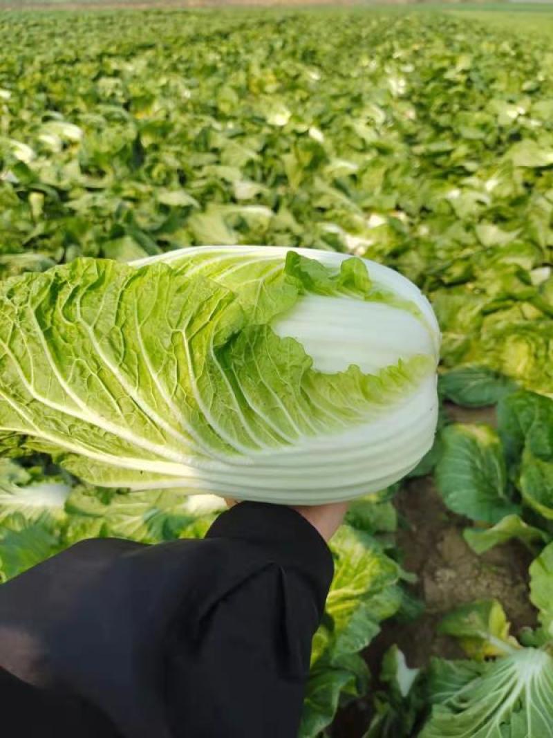 产地黄心精品白菜大量上市产地直发欢迎咨询