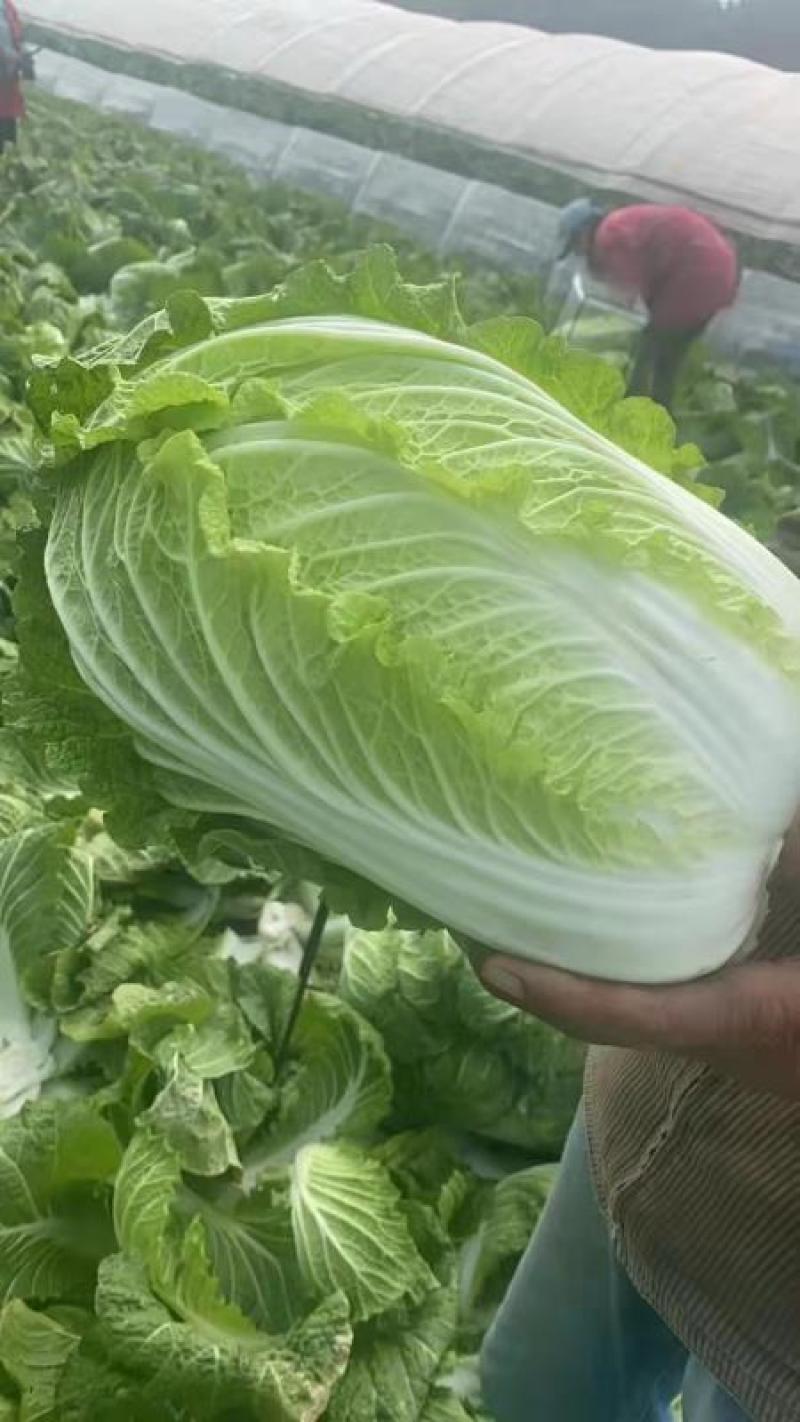 产地黄心精品白菜大量上市产地直发欢迎咨询