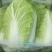 产地黄心精品白菜大量上市产地直发欢迎咨询