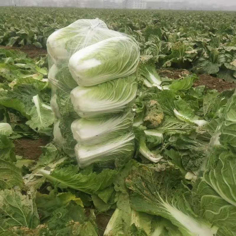 产地黄心精品白菜大量上市产地直发欢迎咨询