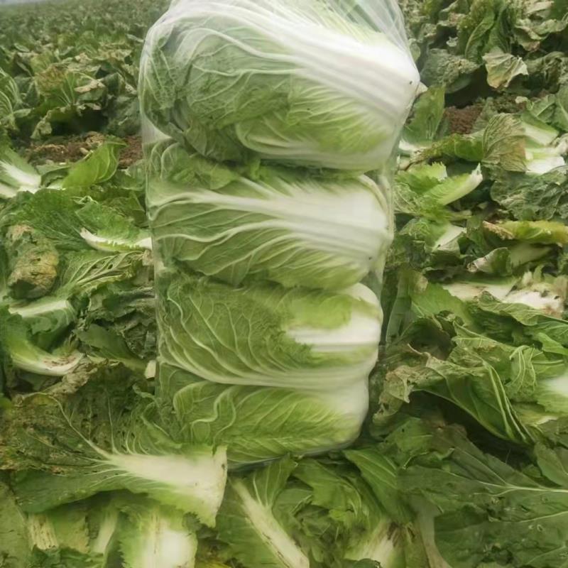 产地黄心精品白菜大量上市产地直发欢迎咨询