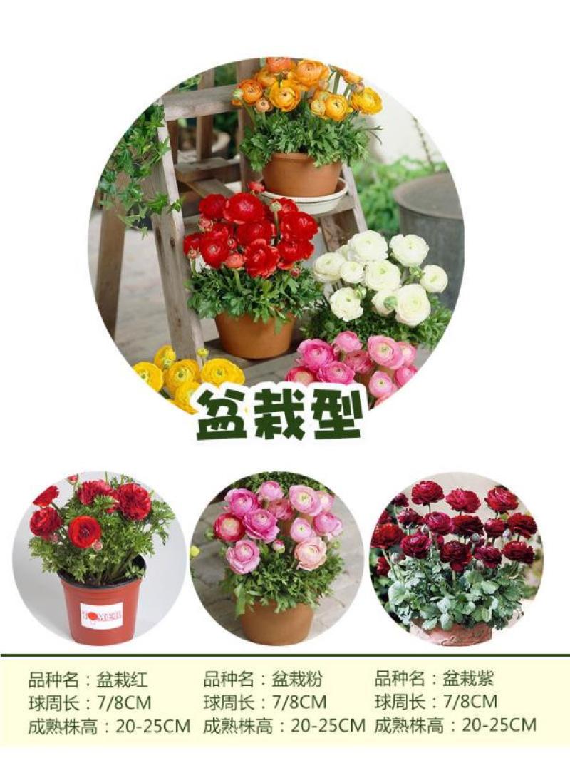 花毛茛种球室内室外四季开花易活花卉盆栽地栽