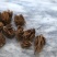 花毛茛种球室内室外四季开花易活花卉盆栽地栽