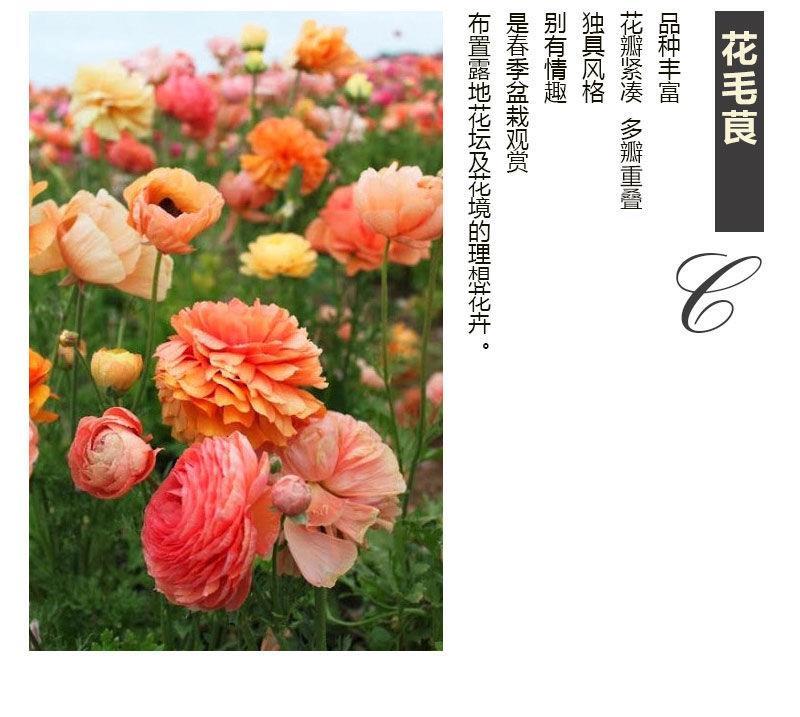 花毛茛种球室内室外四季开花易活花卉盆栽地栽