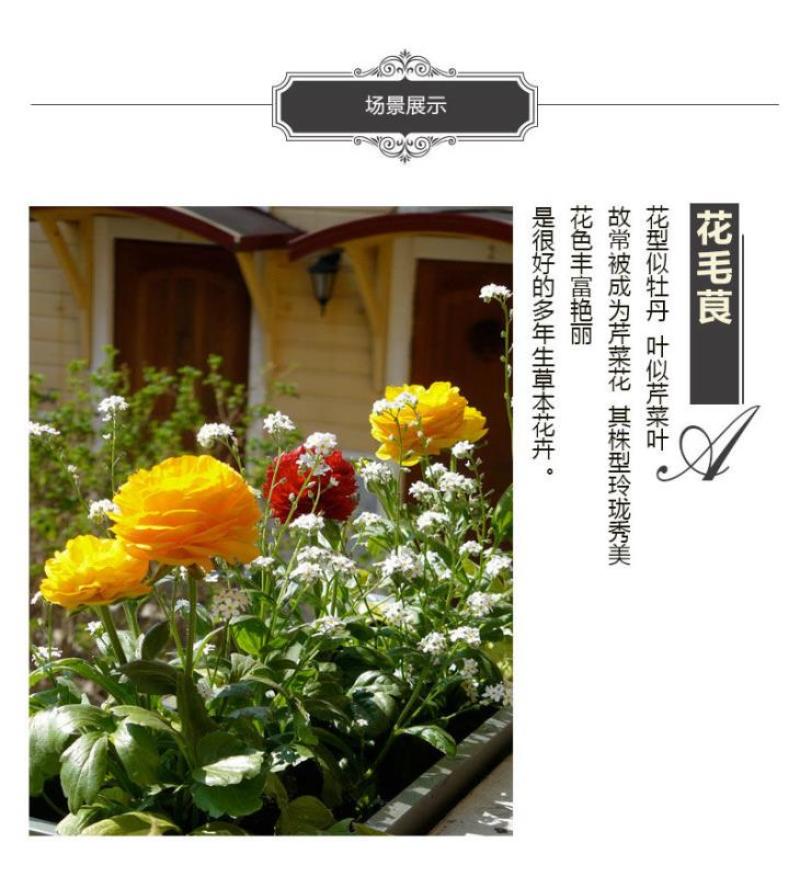 花毛茛种球室内室外四季开花易活花卉盆栽地栽