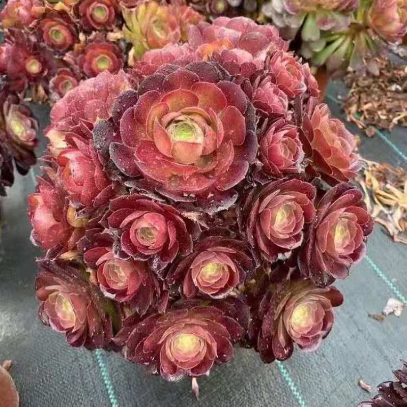 各种多肉植物法师一颗也是批发价，欢迎新老客户选购