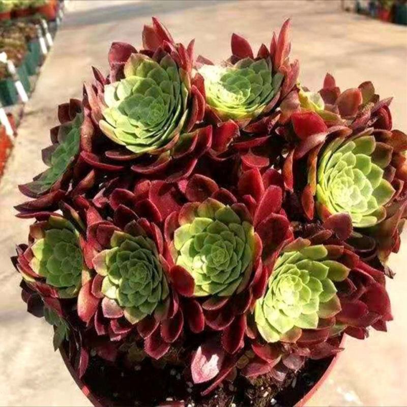 各种多肉植物法师一颗也是批发价，欢迎新老客户选购