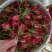 批发鲜花花头婚庆装饰花束配材花墙花柱插花原产地发货