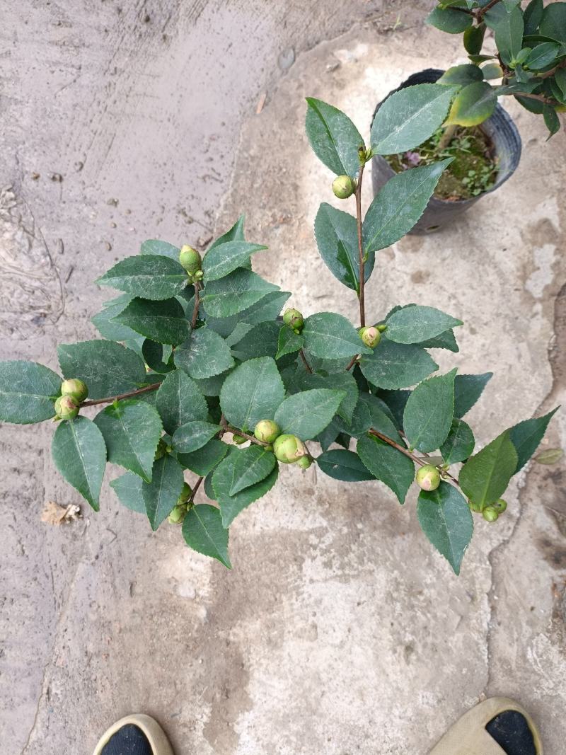 精品迷你小香茶盆栽，品质优良，基地直发，价格实惠。