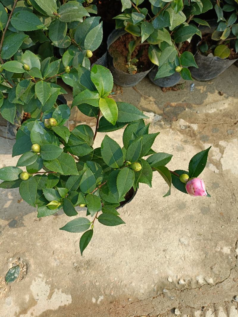 精品迷你小香茶盆栽，品质优良，基地直发，价格实惠。
