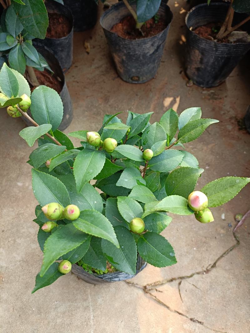 精品迷你小香茶盆栽，品质优良，基地直发，价格实惠。
