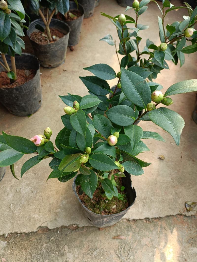 精品迷你小香茶盆栽，品质优良，基地直发，价格实惠。