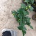 精品迷你小香茶盆栽，品质优良，基地直发，价格实惠。