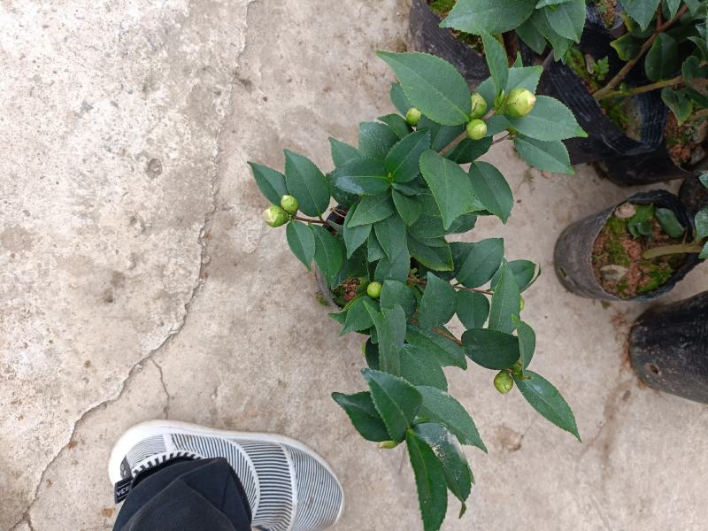 精品迷你小香茶盆栽，品质优良，基地直发，价格实惠。