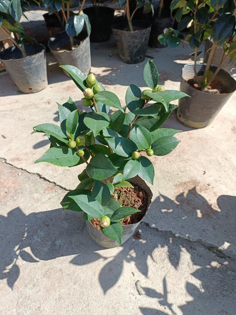 精品迷你小香茶盆栽，品质优良，基地直发，价格实惠。