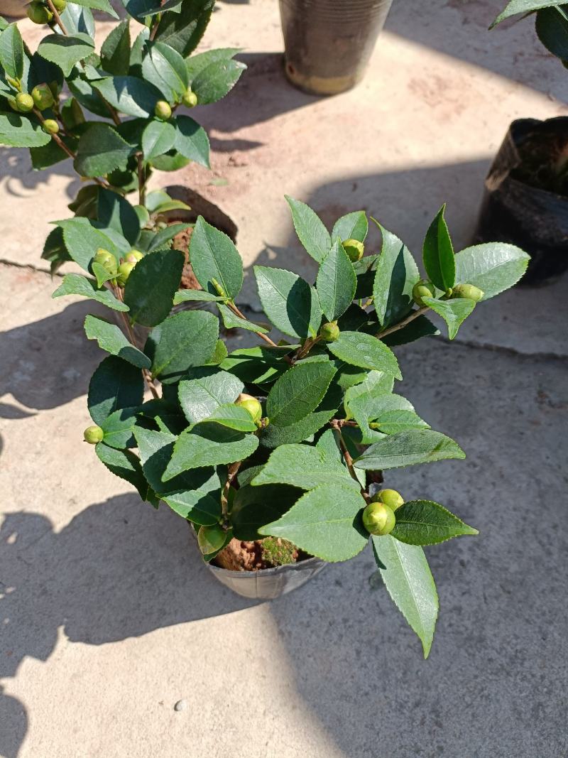 精品迷你小香茶盆栽，品质优良，基地直发，价格实惠。