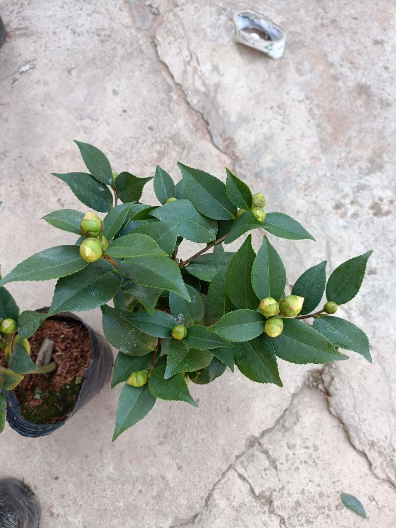 精品迷你小香茶盆栽，品质优良，基地直发，价格实惠。