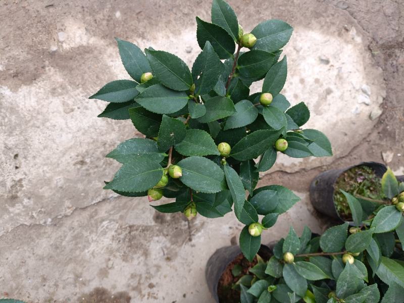 精品迷你小香茶盆栽，品质优良，基地直发，价格实惠。