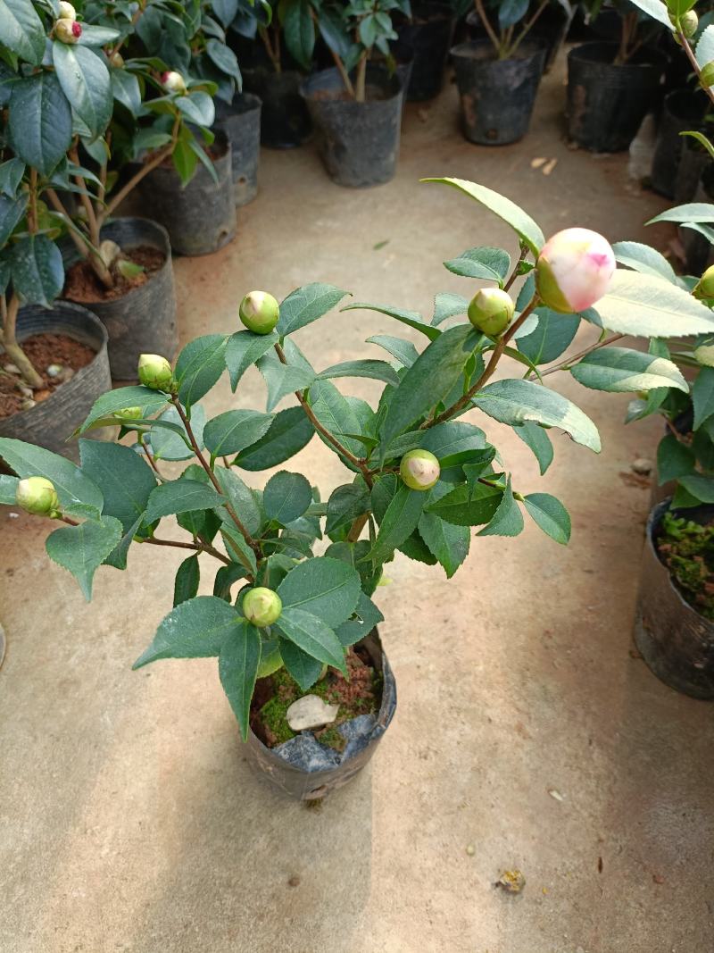 精品迷你小香茶盆栽，品质优良，基地直发，价格实惠。