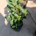 精品迷你小香茶盆栽，品质优良，基地直发，价格实惠。