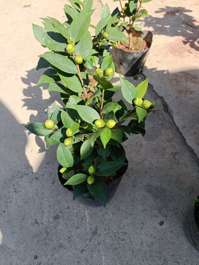 精品迷你小香茶盆栽，品质优良，基地直发，价格实惠。