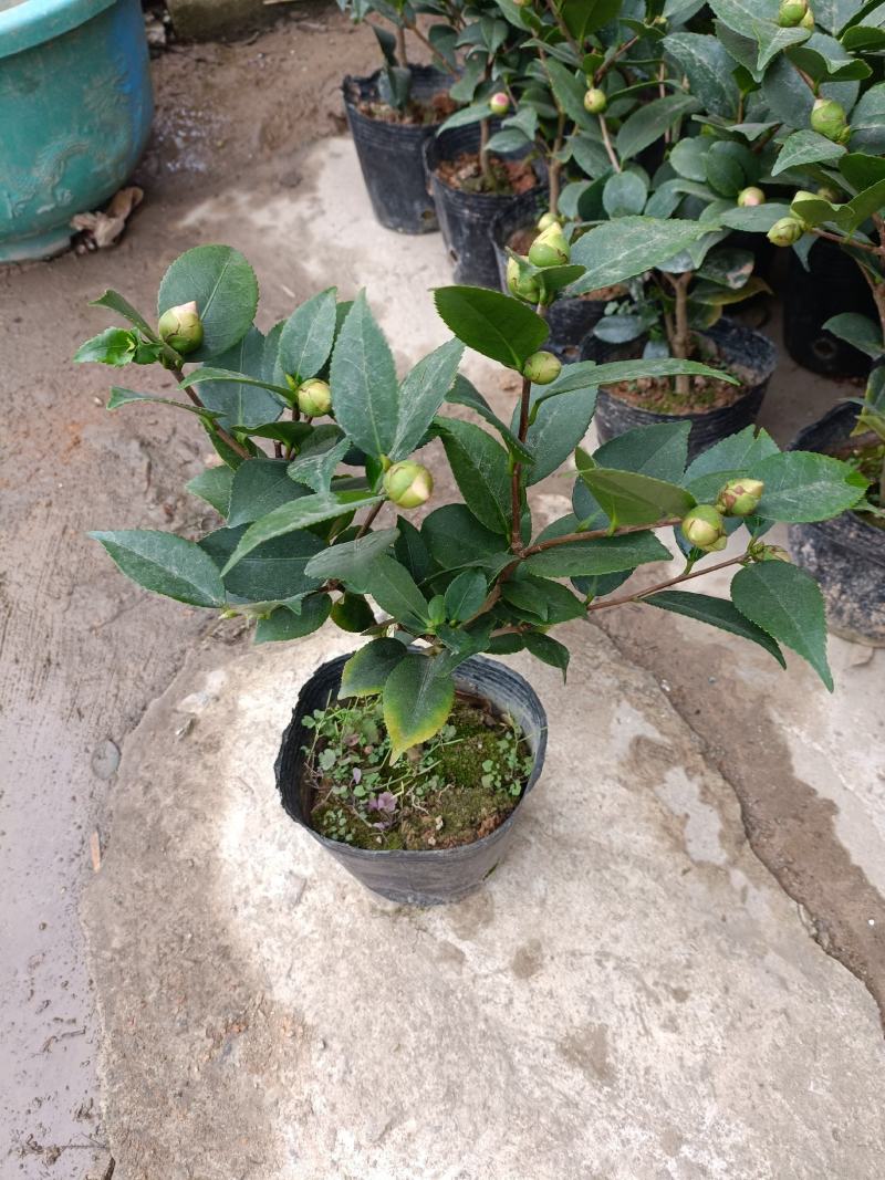 精品迷你小香茶盆栽，品质优良，基地直发，价格实惠。