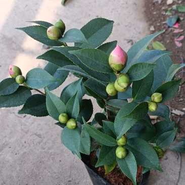 精品迷你小香茶盆栽，品质优良，基地直发，价格实惠。