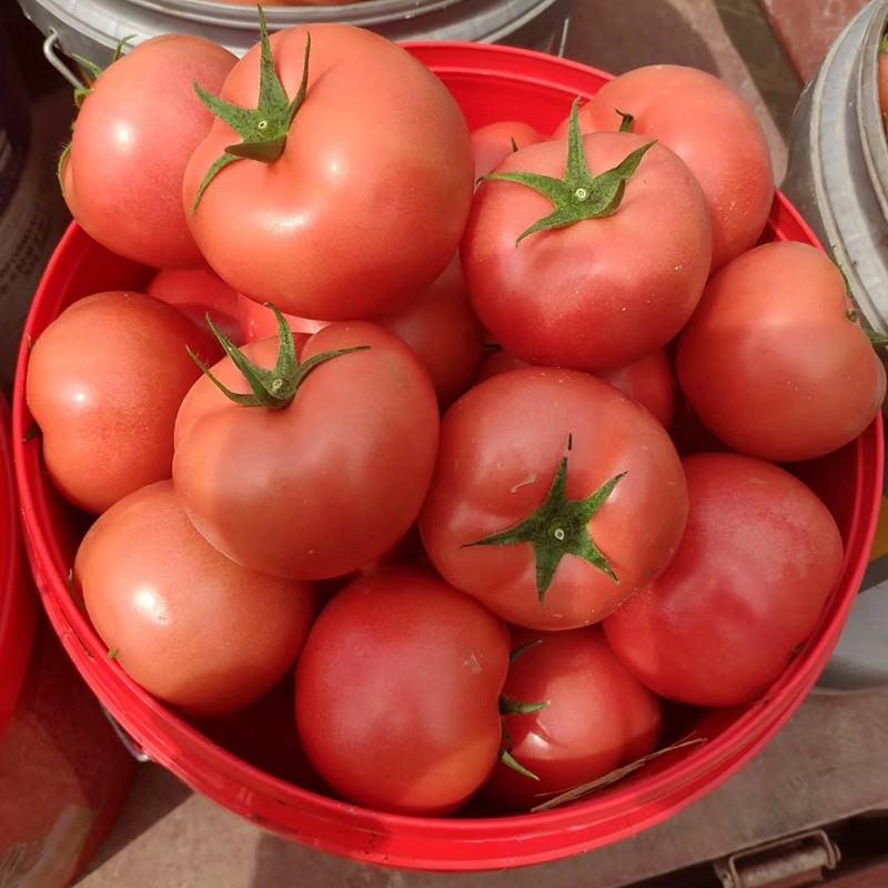 黛安娜番茄种子，高圆硬粉，耐裂耐储运，连续坐果能力强