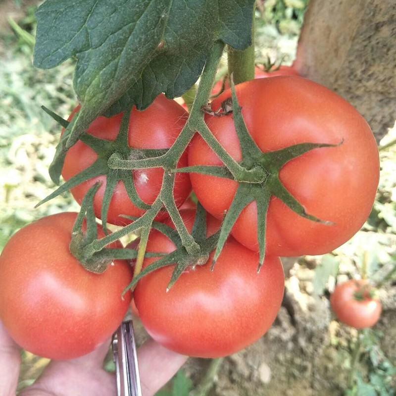 黛安娜番茄种子，高圆硬粉，耐裂耐储运，连续坐果能力强