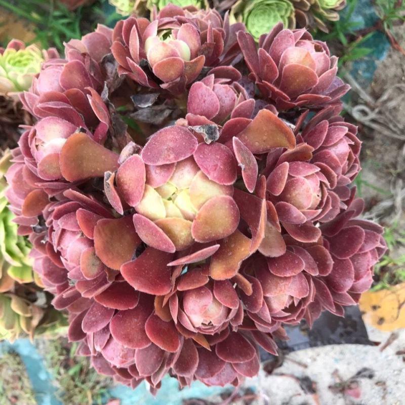 【精品】多肉植物法师各种多肉法师，品种多多，量大从优