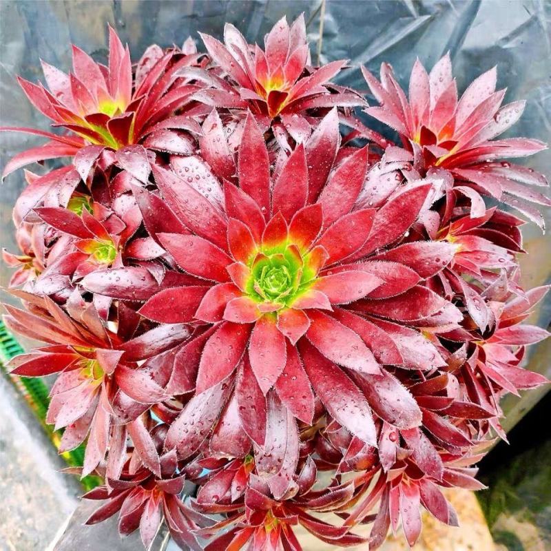 【精品】多肉植物法师各种多肉法师，品种多多，量大从优