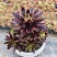 【精品】多肉植物法师各种多肉法师，品种多多，量大从优