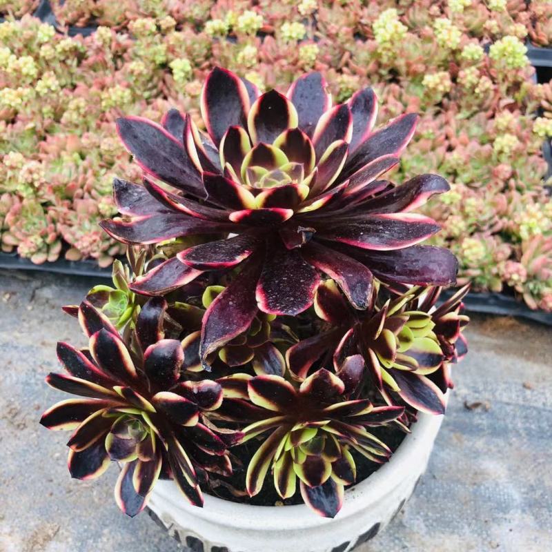 【精品】多肉植物法师各种多肉法师，品种多多，量大从优