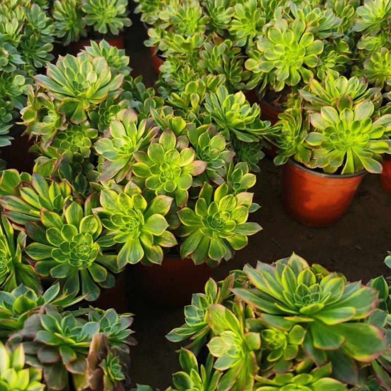 【精品】多肉植物法师各种多肉法师，品种多多，量大从优