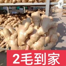 江苏生姜大量批发基地，货源充足。产地。一手货源