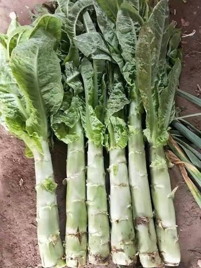 莴苣青皮莴笋尖叶莴苣红叶莴笋莴苣产地直发全国发货