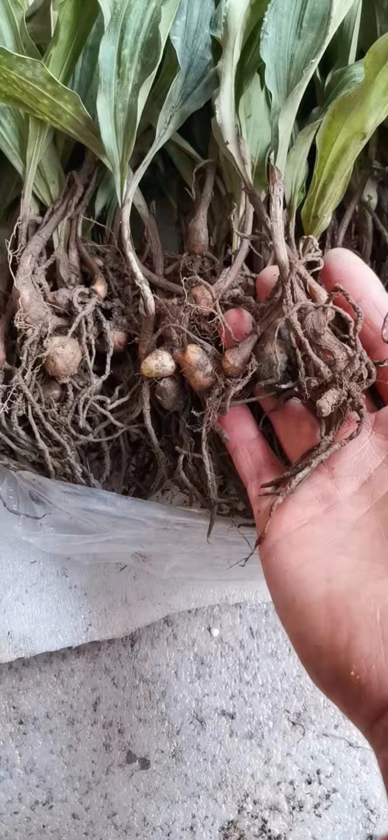 毛慈菇苗，免费提供技术，包回收，包回收一件代发
