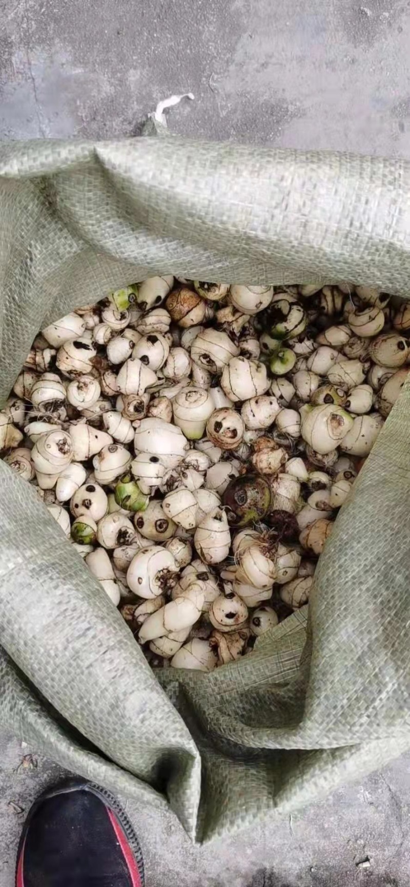 毛慈菇苗，免费提供技术，包回收，包回收一件代发