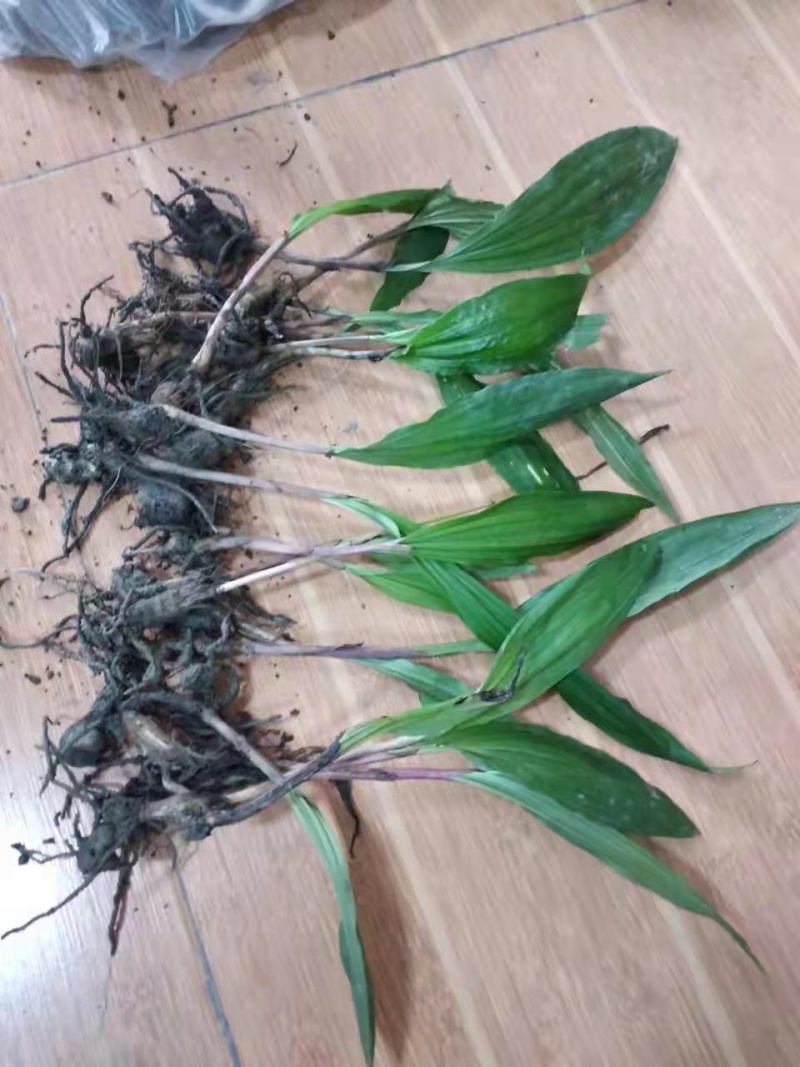 毛慈菇苗，免费提供技术，包回收，包回收一件代发