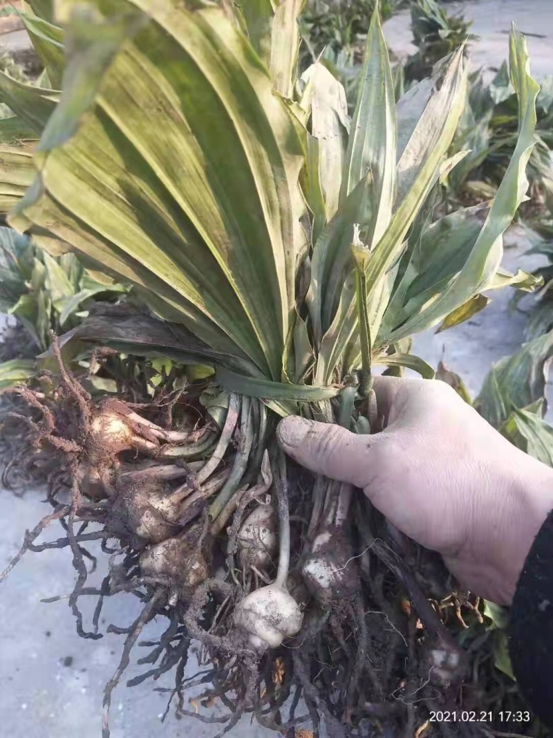 毛慈菇苗，免费提供技术，包回收，包回收一件代发