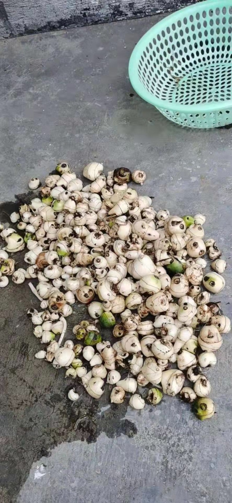 毛慈菇苗，免费提供技术，包回收，包回收一件代发